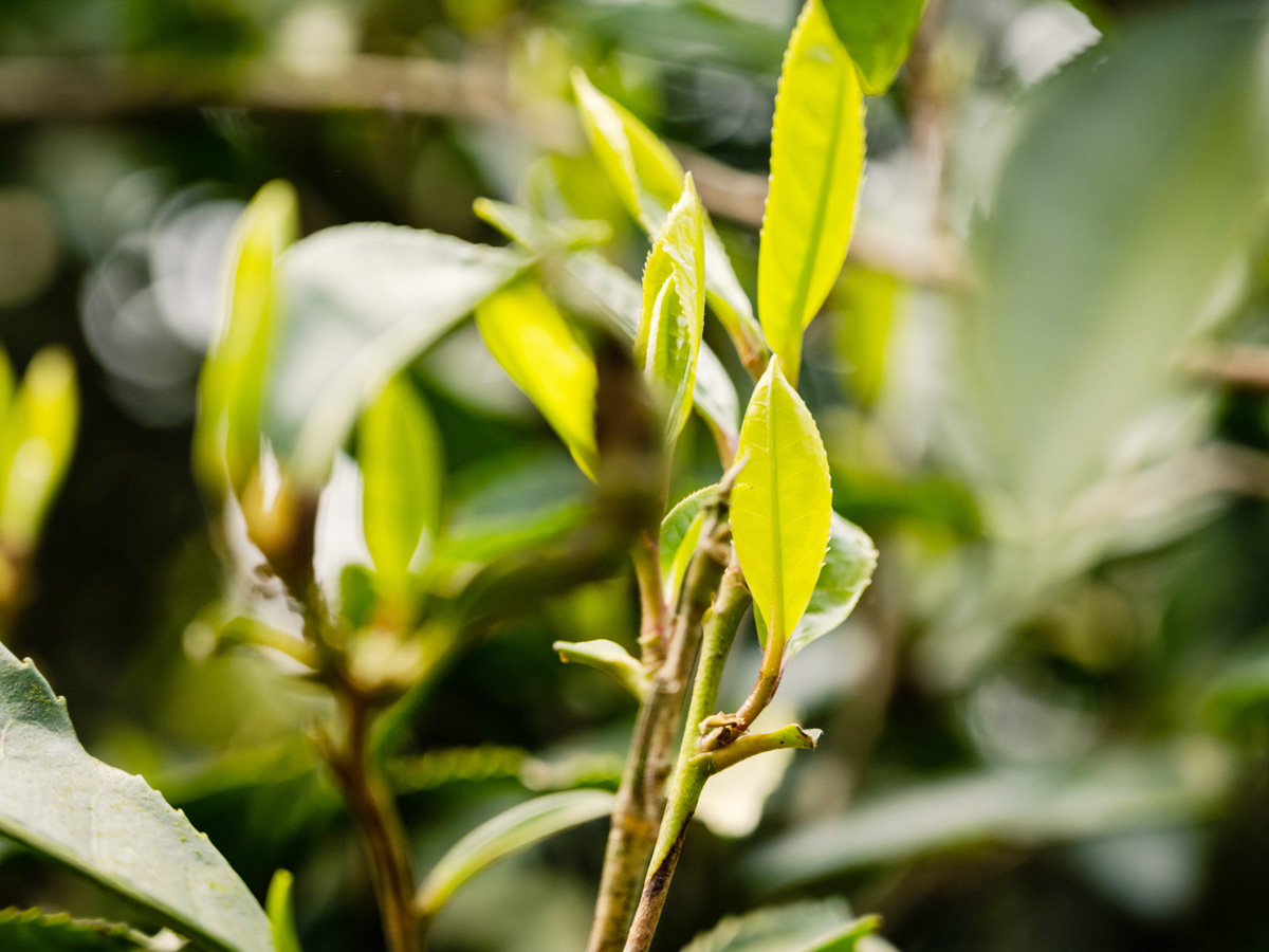 六堡茶茶園