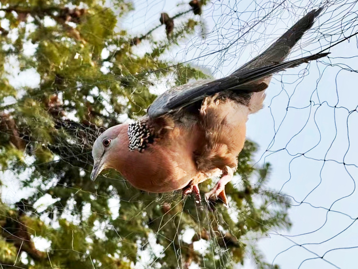 被捕鳥網控住的鳥類